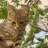 alenka.cat6