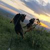 tdgdogtrainingkenya