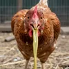 chicken.sick