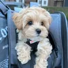 maple.mini.maltipoo