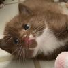neapolitan..kitty