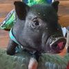 littlepigglets2