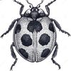 ladybug98919