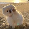 funnyfurrypet