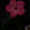 mee_23262