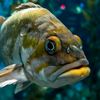 fishrevivied