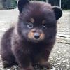 Spoof cute bear