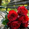 noor.razem1