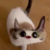 cat_l0ver088