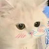 lihcute06