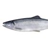 notsalmon112
