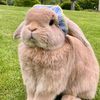 cici.comel26