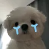 hjkigdxdbbhtszvj