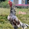 ibrahimsayal0