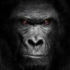 Gorilla Vs 100 men