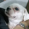i.am.the.dog.name