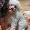 santino0026