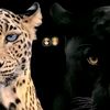 naba.mohammed541