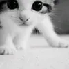 sara.saed628