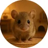 TheMouseDiaries
