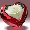 warda_al_bayda