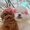lovelypets.store4
