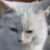 ferhat_ckl0