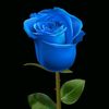 blue.rose839