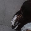 ximena.rayes