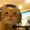 shibalsieky4