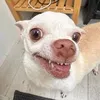 ronaldoisgoat216