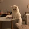 catisland6