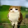meowl_lover10