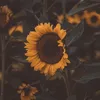 adam.kiferling6