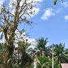 harimau_sumatra17