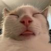sirtruman7