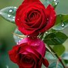 nesar.ahmed91