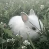 anna_122400