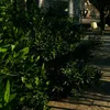 rtui974