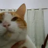 ixy_en