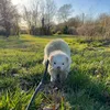 ash.the.ferret