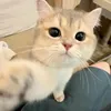 Shafiq Cat
