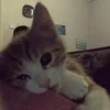 mvjcia.vxx