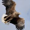shahin_146