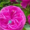 bahar9056a