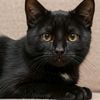 lechatnoir064