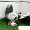 ده نووك كورت شاره كه م