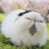 whimsicalcat22