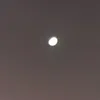lattus_65199