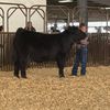 cowkid79